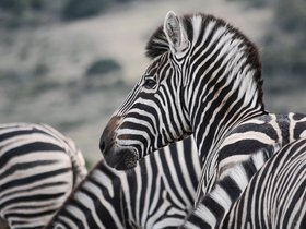 Addo Safari, South Africa