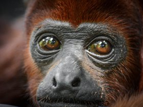 The Amazon, Colombia