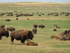 The Prairies